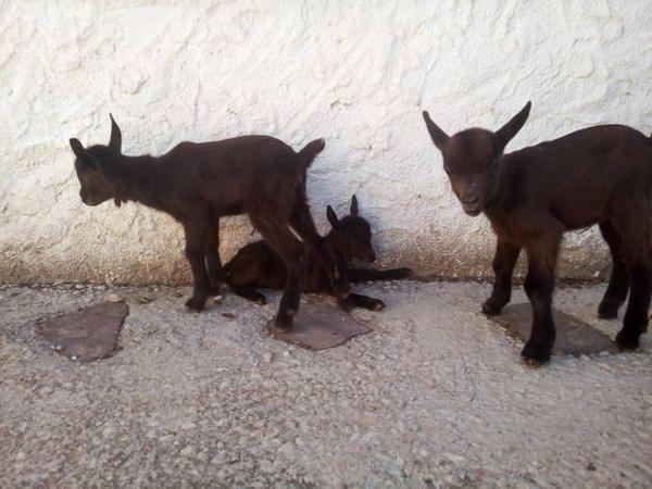 Granja El Regajo Villa Valencia Kültér fotó